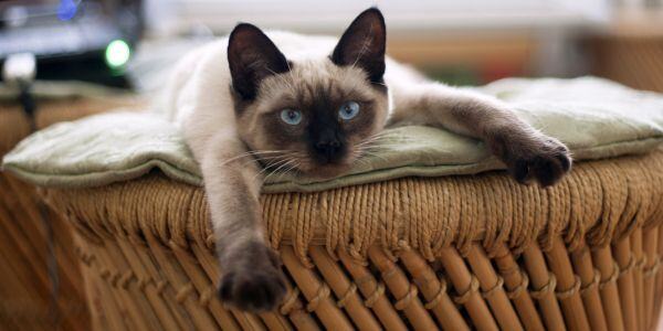 Cat Kitten Constipation What You Can Do Preventive Vet